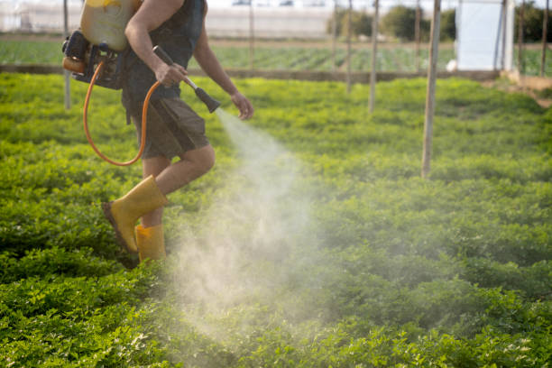 Best Pest Control Near Me  in Lone Pine, CA