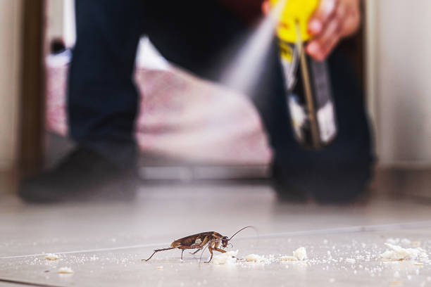 Best Spider Control Near Me  in Lone Pine, CA