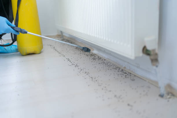 Best Affordable Pest Control Services  in Lone Pine, CA
