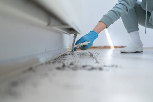 Best Cockroach Control Services  in Lone Pine, CA
